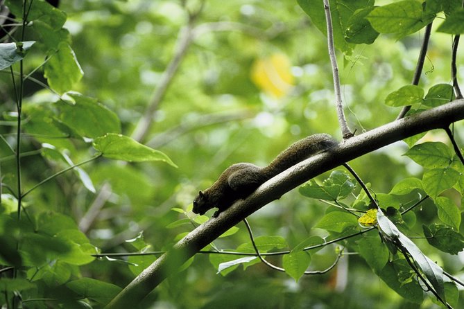 Morning Rainforest Walking from Langkawi - Starting at JungleWalla at 9:00 am