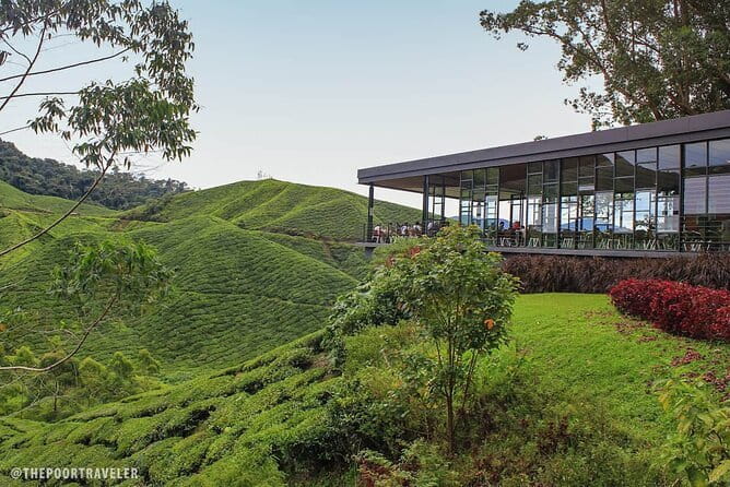 Mossy Forest in Brinchang Tour - Raju Hill Strawberry Farm