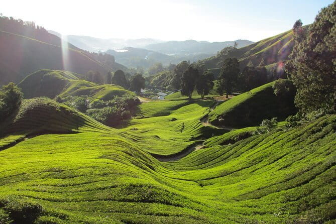 Mossy Forest in Brinchang Tour - Timing, comfort, and practical preparation