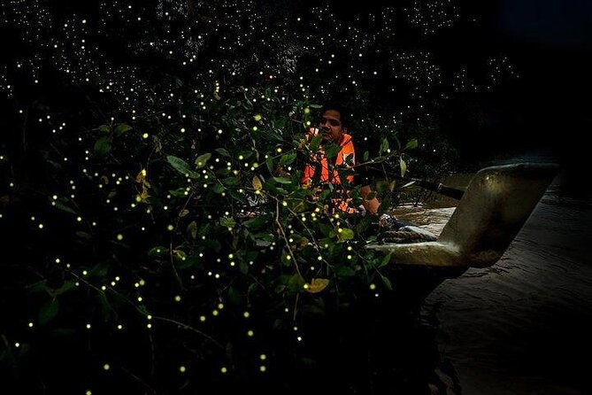 Mystical Nights: Fireflies & Blue Tears Adventure - Bukit Melawati and its friendly monkeys