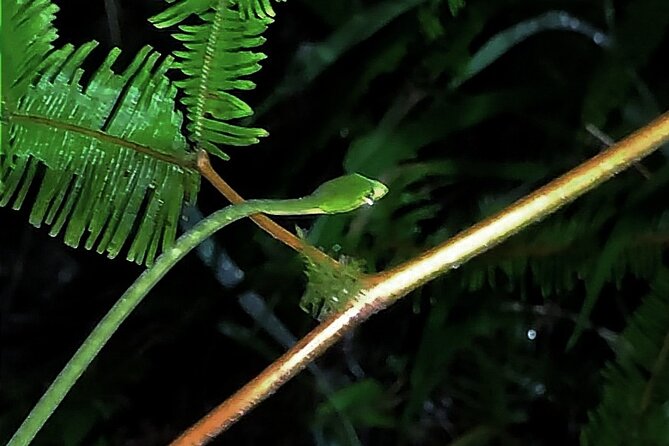 Night Froggy Adventure at Kubah National Park - Key points at a glance