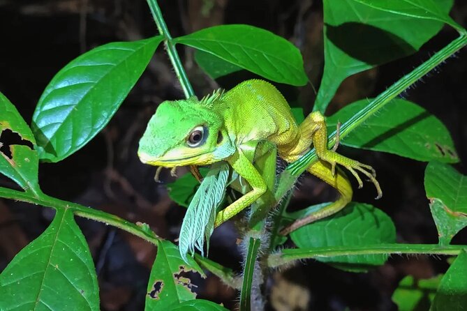 Night Froggy Adventure at Kubah National Park - Leaving Kuching at 5:30 pm