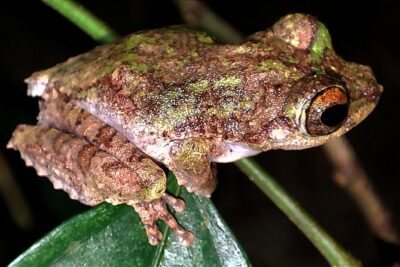 Night Froggy Adventure at Kubah National Park