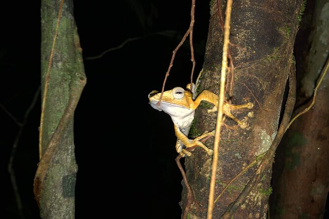 Night Frogs Tour at Kubah National Park - Key points at a glance