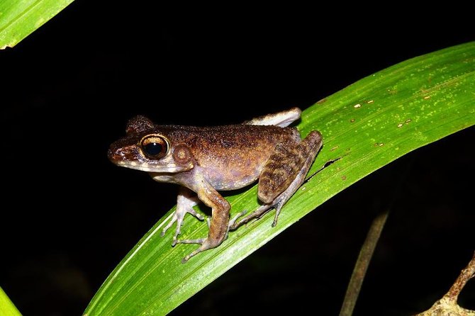 Night Frogs Tour at Kubah National Park - Why Kubah works so well after dark