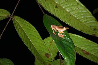 Night Frogs Tour at Kubah National Park