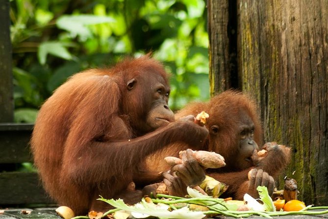 Orang Utan Island and Perak Tong Cave From Kuala Lumpur - Key points to know before booking