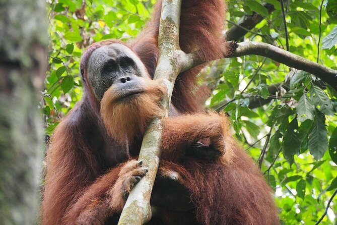 Orang Utan Island and Perak Tong Cave Temple Day Tour from Kuala Lumpur - What the orangutan encounter feels like