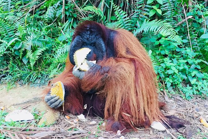 Orang Utan Island and Perak Tong Cave Temple Day Tour from Kuala Lumpur - Lunch, group size, and the $132 price