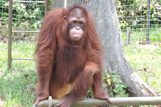 Orang Utan Island and Perak Tong Cave Temple Day Tour from Kuala Lumpur - Timing, cancellation, and practical planning