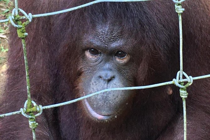 Orang Utan Island Day Tour - A short stop at Taiping Lake Gardens