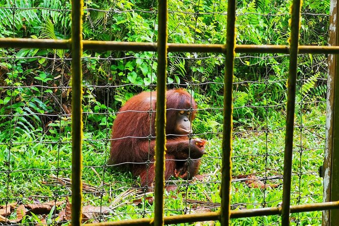 Orang Utan Island Day Tour (Bukit Merah) - Is $119 a fair price?