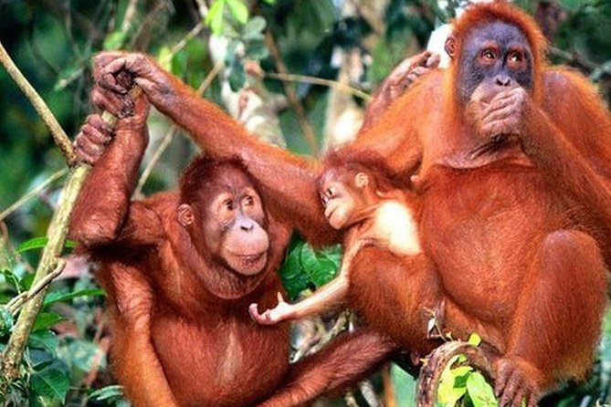 Orang Utan Island Day Tour (Private) - Key points to know before booking