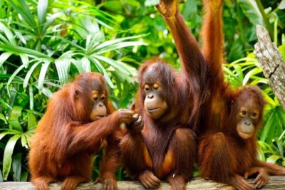 Orang Utan Island Day Tour (Private)