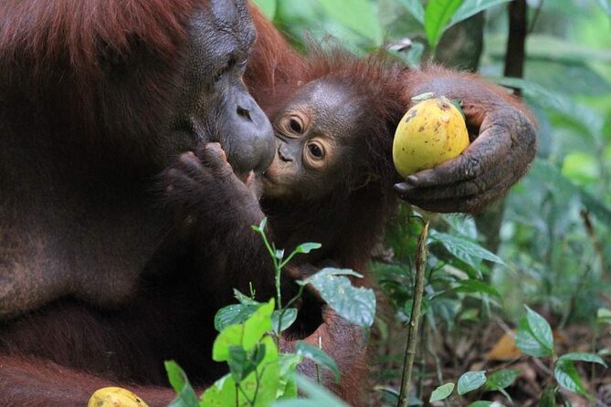 Orang Utan Island Day Tour (Private) - Is $101 per person a fair price?