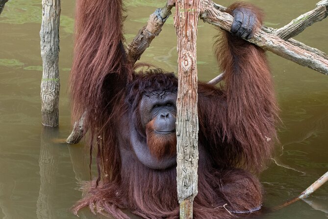 Orangutan Island, A Responsible Wildlife Sanctuary Experience - Why Orangutan Island feels different from a standard animal attraction