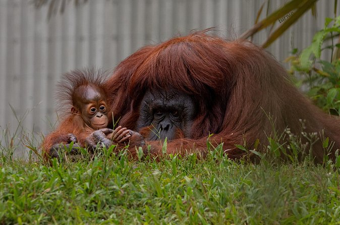 Orangutan Island, A Responsible Wildlife Sanctuary Experience - The value of having a private driver-host
