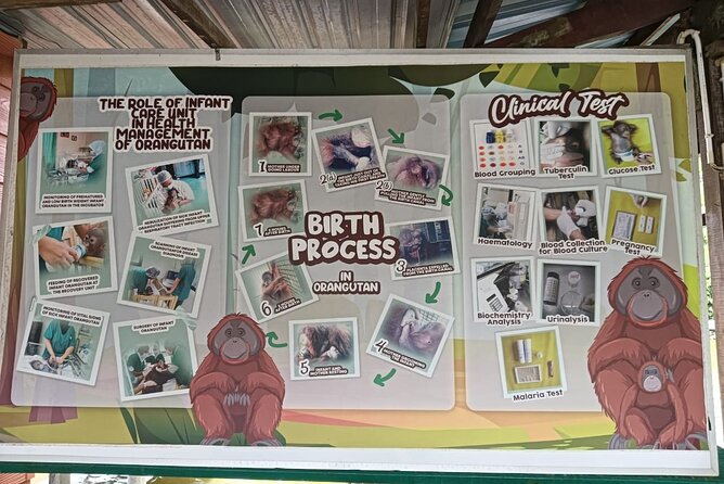 Orangutan Island, A Responsible Wildlife Sanctuary Experience - How the $153 price works for the day