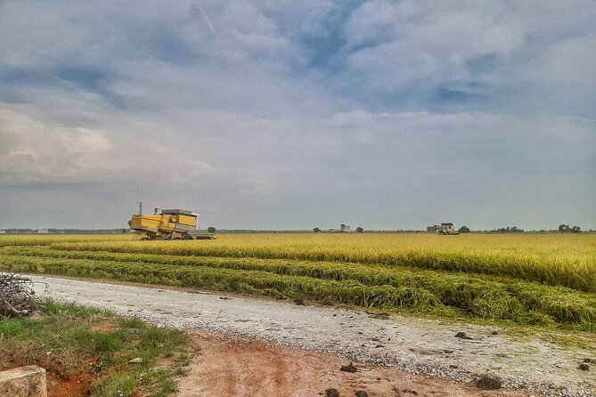 Paddy Field, Fishing Village Sekinchan DAY Tour Lunch (SIC-Shared/Join In Tour) - The wishing tree and the coastal stop