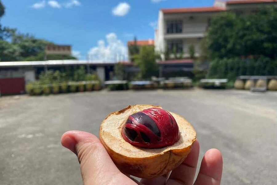 Penang: Balik Pulau Culture Experience & Village Tour - Why Balik Pulau makes a better countryside outing
