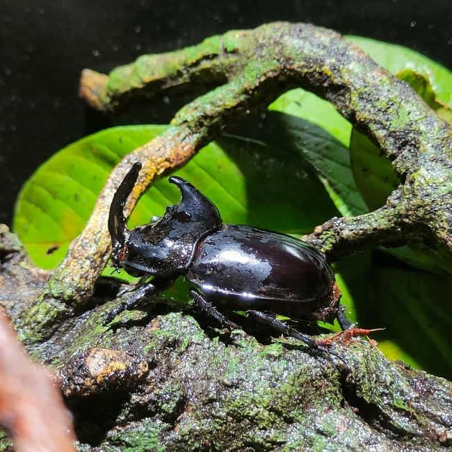Penang: Entopia General Admission Tickets - The Cocoon’s indoor world of insects