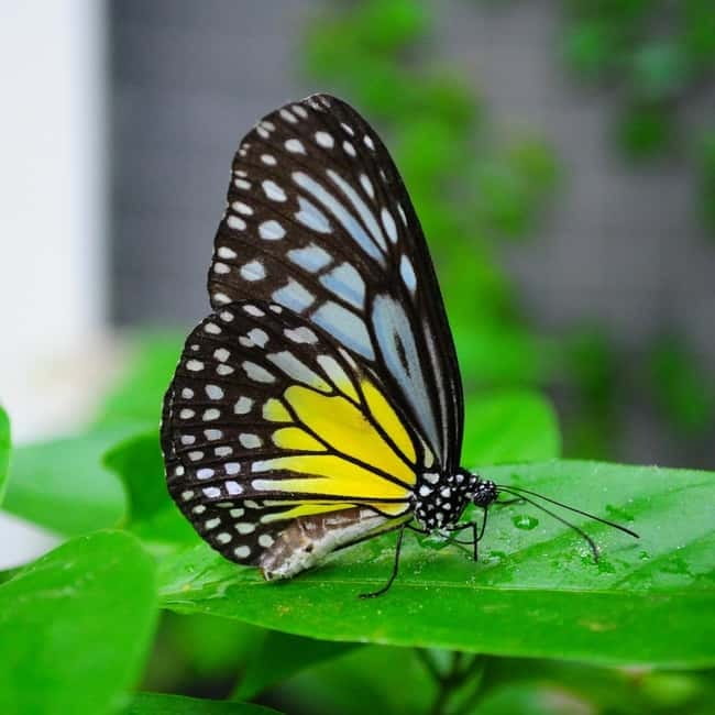 Penang: Entopia General Admission Tickets - The Thai water garden and themed learning zones