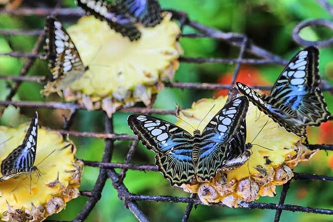 Penang Round Island Tour With Tropical Spice Garden & Entopia Butterfly Farm - Walking through more than 500 plant species at Tropical Spice Garden