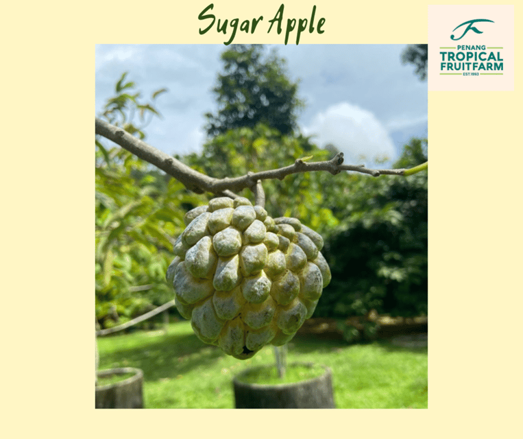 Penang: Tropical Fruit Farm Ticket - A hillside orchard with a serious purpose