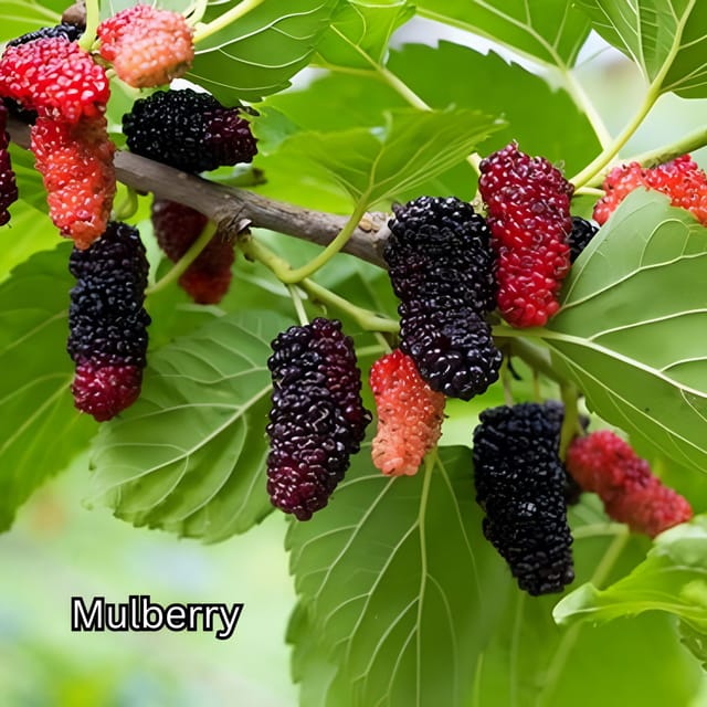 Penang: Tropical Fruit Farm Ticket - What happens during the 30-minute guided tour