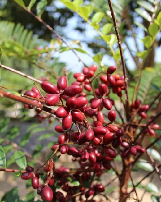 Penang: Tropical Fruit Farm Ticket - The value of a $7 admission