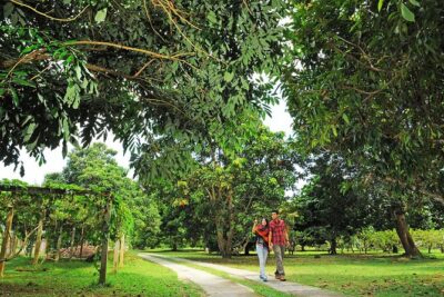 Penang Tropical Fruit Farm with Fruit Tasting