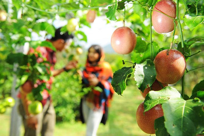 Penang Tropical Fruit Farm with Fruit Tasting - How the timing works