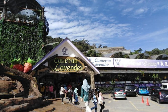 Private: Cameron Highlands 2 days 1 night Trip - From Kuala Lumpur to the cool Cameron Highlands