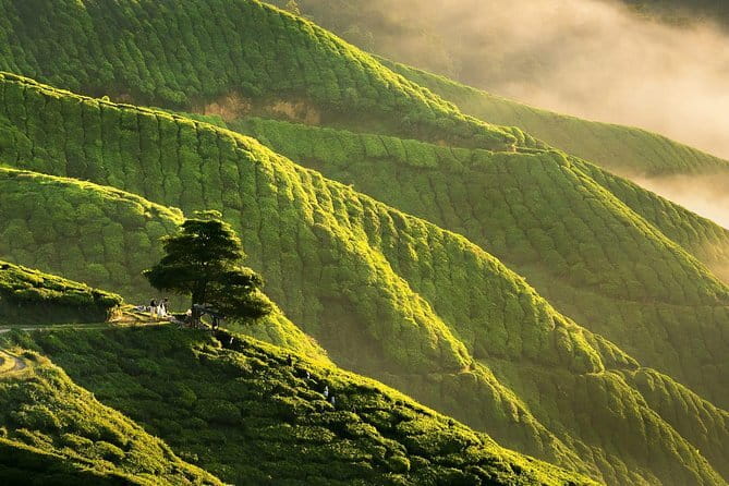 Private: Cameron Highlands 2 days 1 night Trip - What the guides and driving add