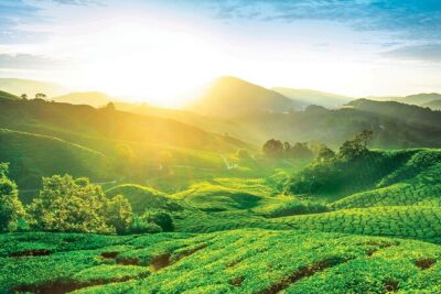 Private Full-Day Cameron Highlands Nature Tour from Kuala Lumpur
