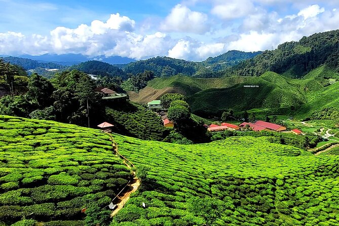 Private Full-Day Cameron Highlands Nature Tour from Kuala Lumpur - Strawberry farms show the tourist side of Cameron Highlands
