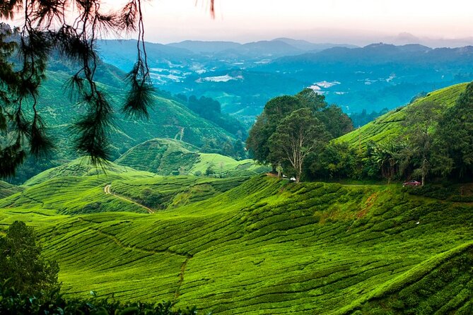 Private Full-Day Cameron Highlands Nature Tour from Kuala Lumpur - Lunch and the long ride back to Kuala Lumpur