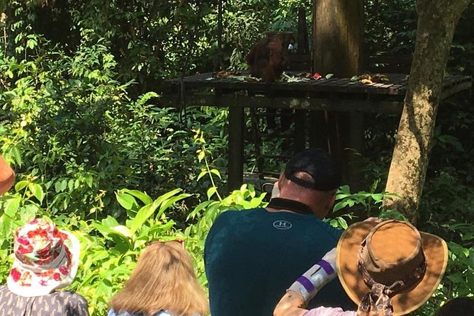Private Full Day Sepilok Orang Utan, Bornean Sun Bear and Rainforest Discovery Center Tour - 8am pickup and the ride to Sepilok