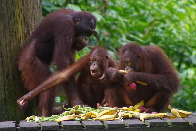 Private Full Day Sepilok Orang Utan, Bornean Sun Bear and Rainforest Discovery Center Tour - The guide is the biggest variable