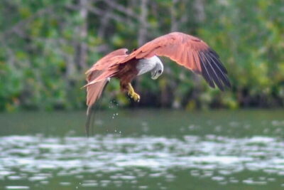 Private Langkawi Mangrove Forest Boat Tour Tg Rhu with Lunch