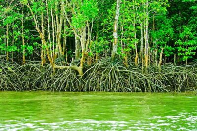 Private Mangrove Tour 3 Hour (max 8 People)