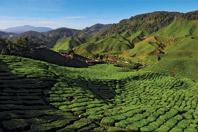 Private Nature Trip to Cameron Highlands from Kuala Lumpur - Leaving Kuala Lumpur at 7:00 am