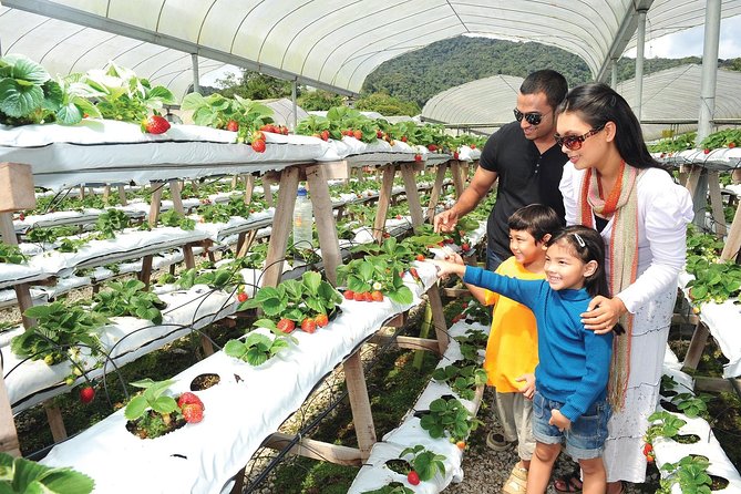 Private Nature Trip to Cameron Highlands from Kuala Lumpur - Fresh produce at the local market