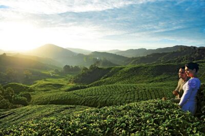 Private Nature Trip to Cameron Highlands from Kuala Lumpur