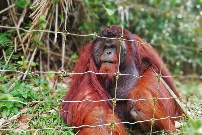 Private Tour: Ipoh Secrets Taiping Heritage & Orang Utan Island - Key points to know before booking