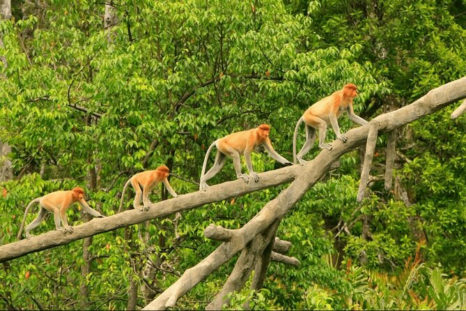 Proboscis Monkey and Fireflies River Cruise - Why the Weston river cruise is worth your evening