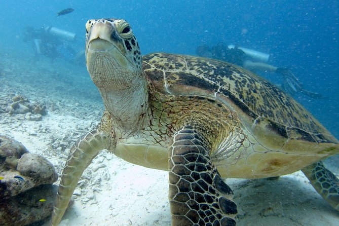 RAID Try-Dive Experience in Kota Kinabalu - Key points to know before you book