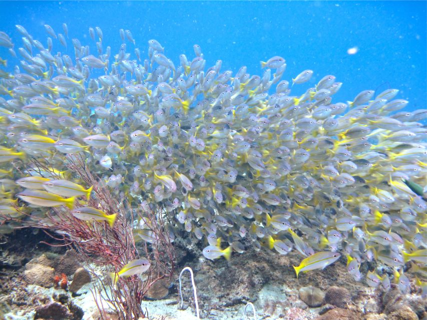 RAID Try-Dive in Kota Kinabalu, Sabah - Practical verdict: should you book it?