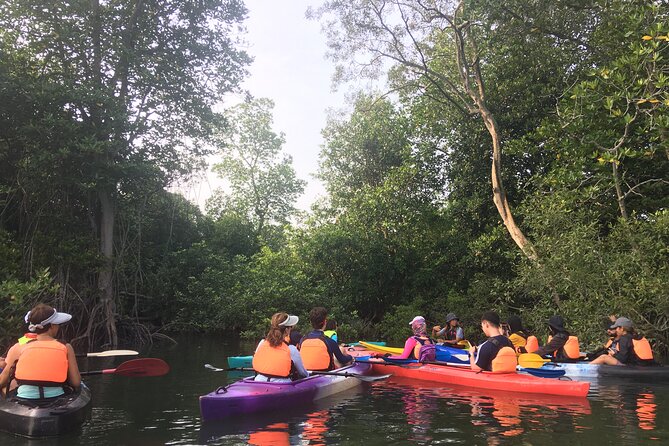 River Exploration and Mangrove Nature Tour by kayaking - Choosing between the 8 am and 4 pm departures