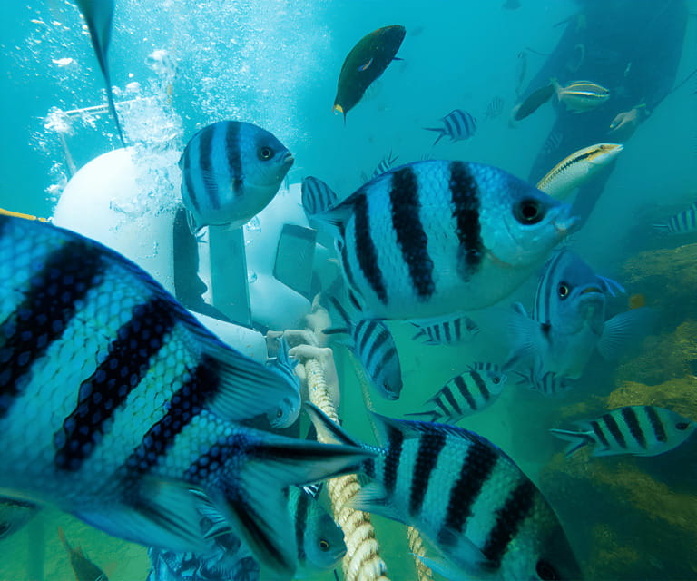 Sabah: Dreamer Island Snorkeling Day Tour Ticket - The 30-minute speedboat ride to the island